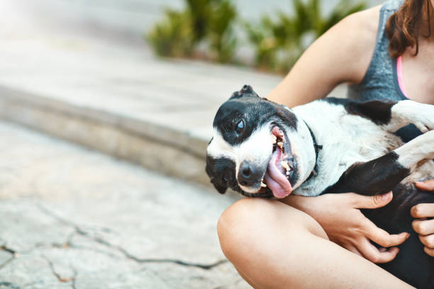 istock Ecstatic pet dog being cuddled by female owner 928791150