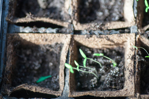 istock Tomato seedling pot in greenhouse 928794330
