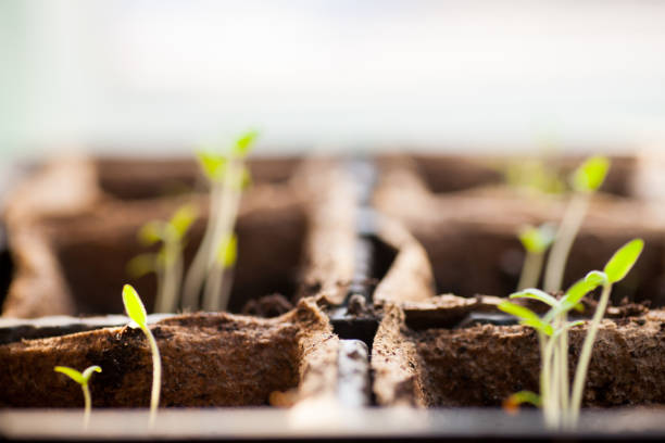 istock Tomato seedling pot in greenhouse 928795298