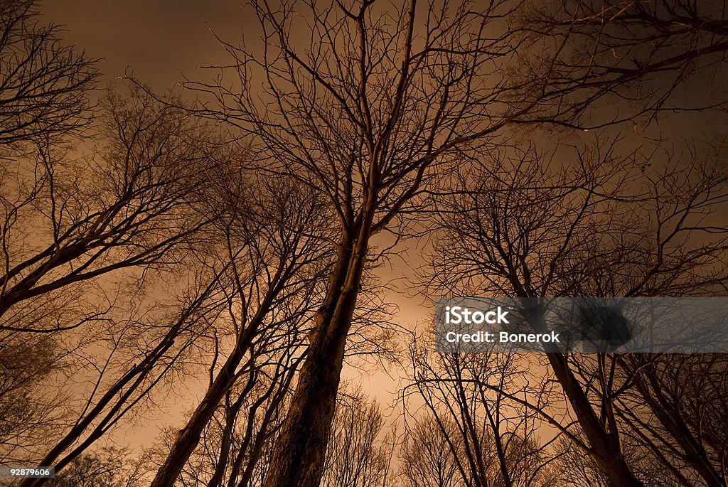 Bosque Mágico - Foto de stock de Aire libre libre de derechos