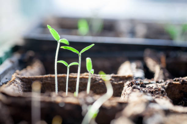 istock Tomato seedling pot in greenhouse 928797582