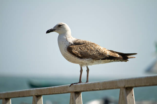 istock juvenile seagull watching the sea 928798446