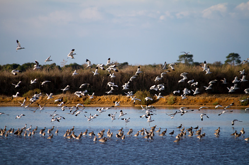 View of a flock of birds flying on the marshlands.