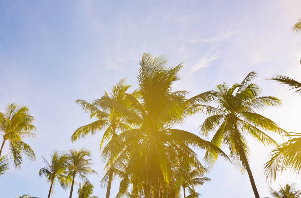 istock Palm trees on the beautiful sunset background 928798838