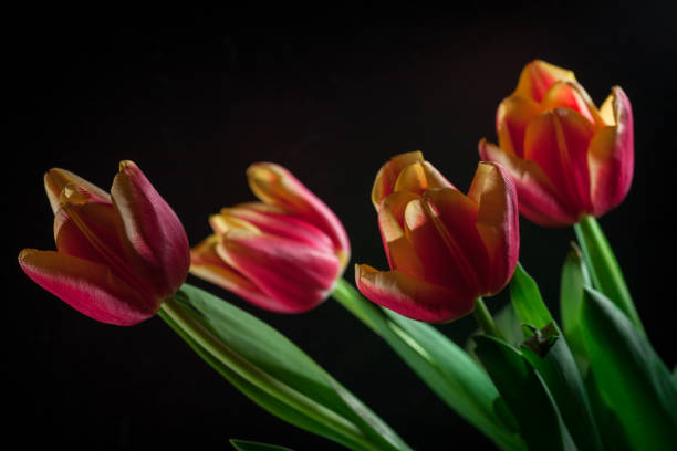 istock red tulips bouquet on black baclground 928799142