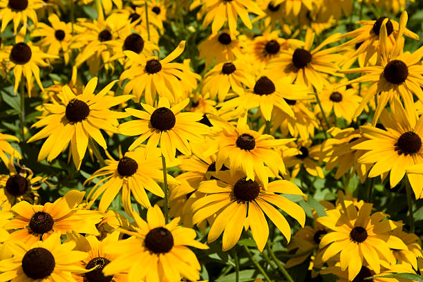 istock field of yellow flowers 92880271