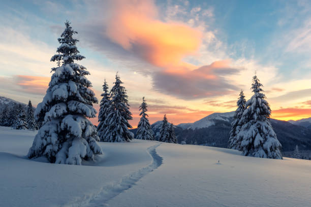 Dramatic wintry scene with snowy trees. Fantastic orange winter landscape in snowy mountains glowing by sunlight. Dramatic wintry scene with snowy trees. Christmas holiday concept. Carpathians mountain snow sunset winter mountain stock pictures, royalty-free photos & images