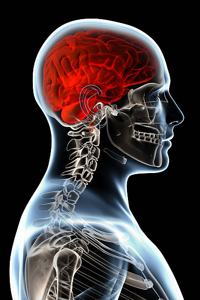 istock X-ray head and brain anatomy over a black background 92880437