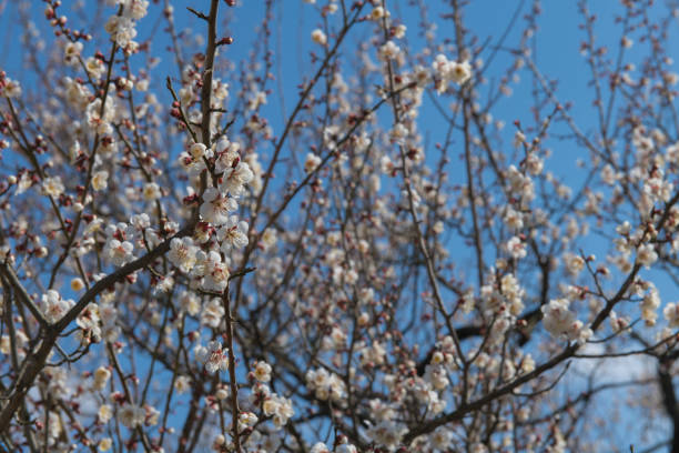 Plum blossoms in Japan Plum blossoms at Mito's Kairakuen, one of famous Three Great Gardens in Japan mito ibaraki stock pictures, royalty-free photos & images