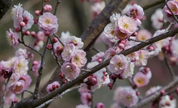 Photo of Plum blossoms in Japan