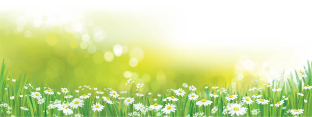 illustrazioni stock, clip art, cartoni animati e icone di tendenza di campo di fiori di margherita vettoriale. - grass vector meadow spring
