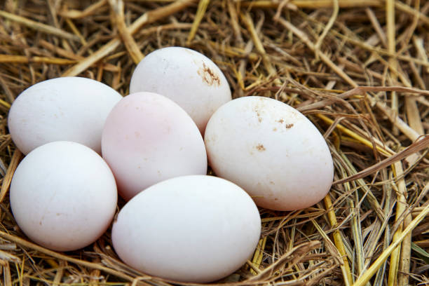 istock white chicken eggs in a nest from dry grass 928805684