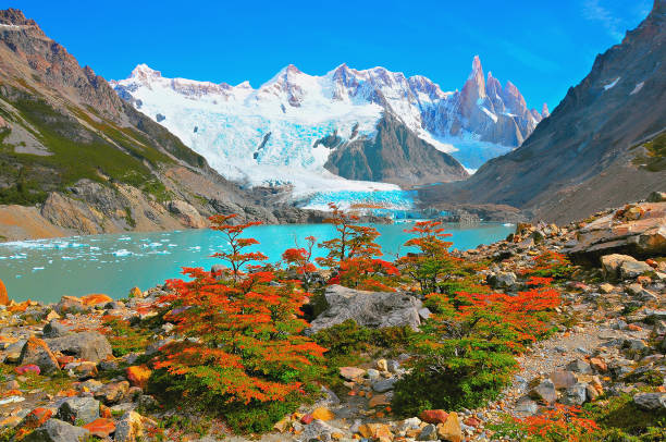 Autumn small trees by the lake near Cerro Torre mountain. Autumn small trees by the lake near Cerro Torre mountain. Los Glaciares National park. Argentina. patagonia argentina photos stock pictures, royalty-free photos & images