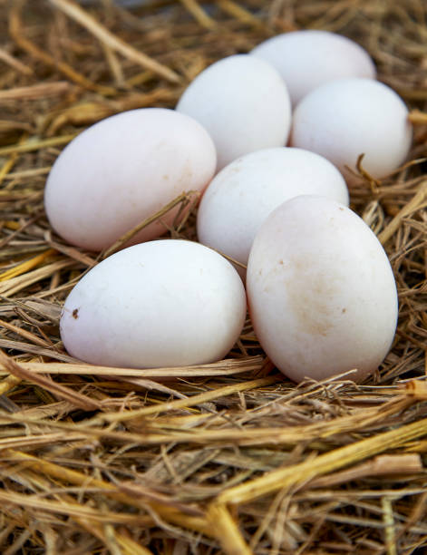istock white chicken eggs in a nest from dry grass 928806170