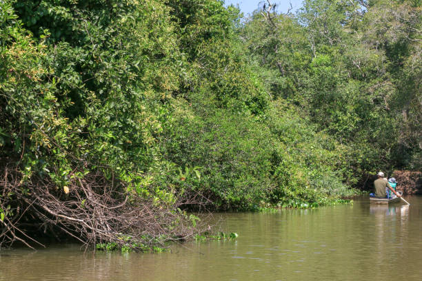 People including tourists and a tour guide canoeing in Pantanal Wetlands, Brazil
