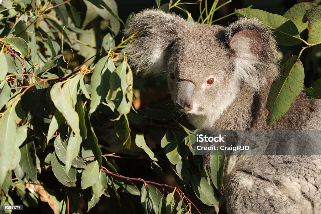 Koala - Zbiór zdjęć royalty-free (Australia)