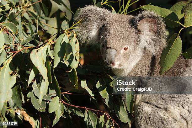 Foto de Coala e mais fotos de stock de Animal - Animal, Animal selvagem, Austrália