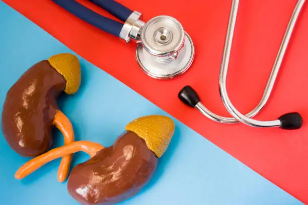 Photo of Design concept of diagnosis and detecting diseases of urinary & endocrine system organ - kidneys and adrenals. Stethoscope and model of kidneys and adrenals are opposite  on red and blue background