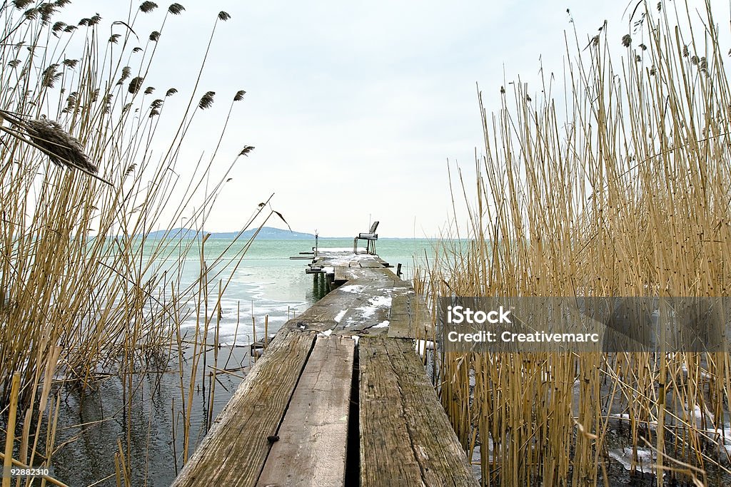 Les roseaux - Photo de Allée couverte de planches libre de droits