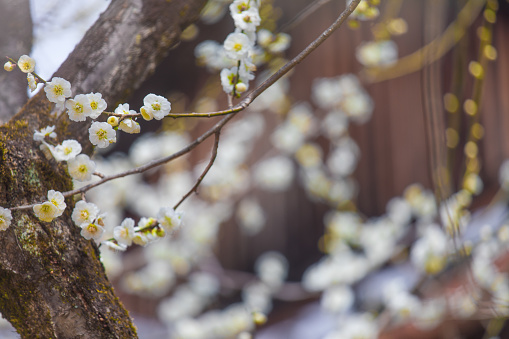 Plum blossoms blooming in Kyoto