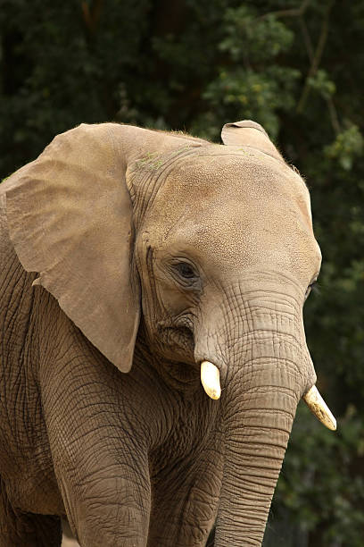 istock Portrait of an african elephant 92882909