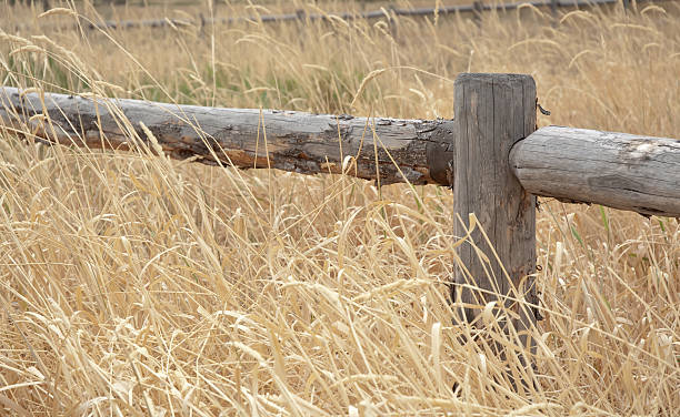 istock Wood rail fence with tall grass 92883137