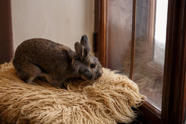 istock Easter bunny sitting near window. Happy Easter concept 928832372