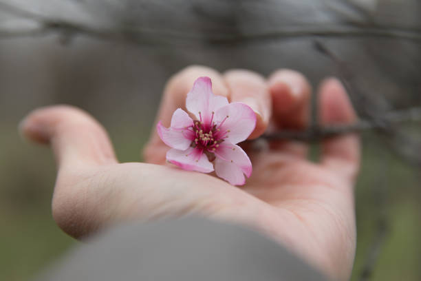 istock Almond flower on hand 928832624