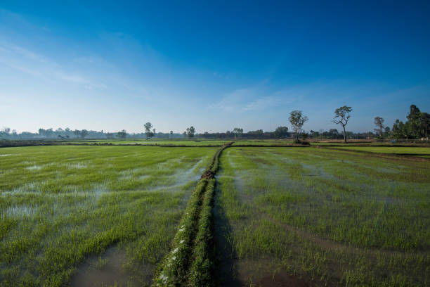 грязное рисовое поле готовится к следующей рисовой культуре - laos hut southeast asia shack стоковые фото и изображения