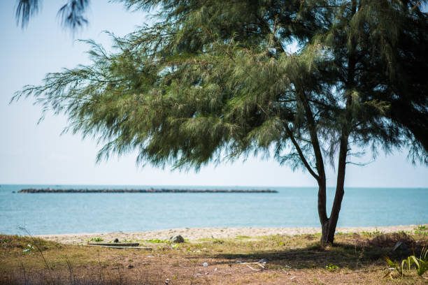 Tree on the sea and blue sky.