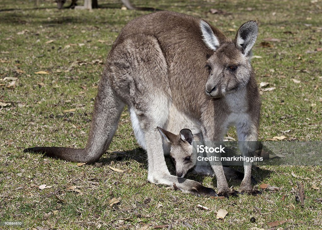 Кенгуру и joey - Стоковые фото Австралия - Австралазия роялти-фри