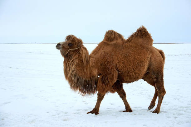 bactrian camels (camelus bactrianus) in winter. - bactrianus imagens e fotografias de stock