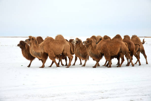 bactrian camels (camelus bactrianus) in winter. - bactrianus imagens e fotografias de stock