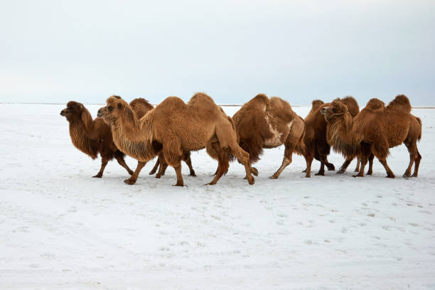 bactrian camels (camelus bactrianus) in winter. - bactrianus imagens e fotografias de stock