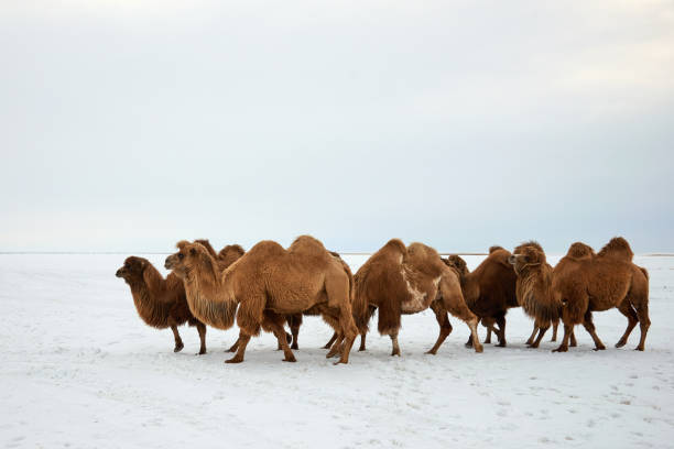 bactrian camels (camelus bactrianus) in winter. - bactrianus imagens e fotografias de stock