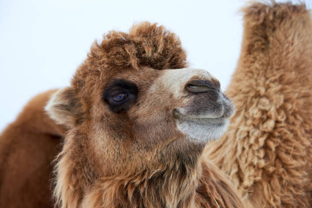 bactrian camels (camelus bactrianus) in winter. - bactrianus imagens e fotografias de stock