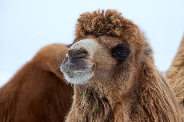 bactrian camels (camelus bactrianus) in winter. - bactrianus imagens e fotografias de stock