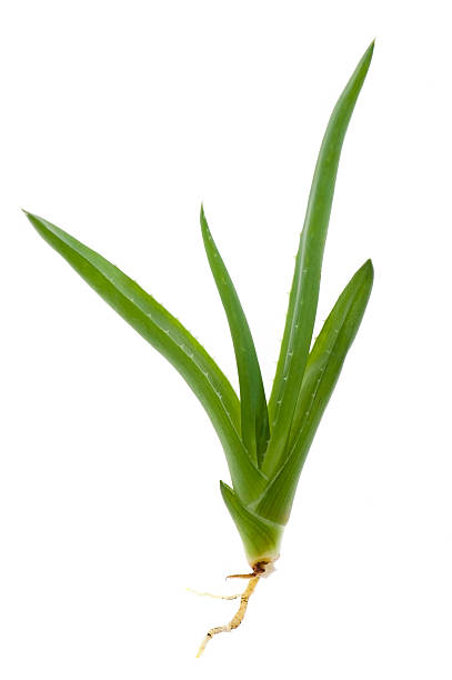 istock aloe vera plant - herbal medicine 92885245