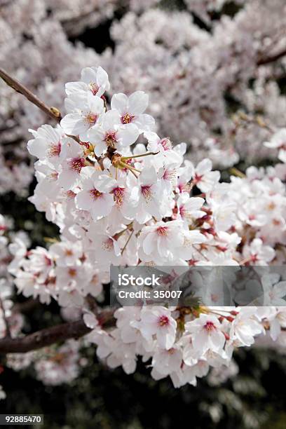Японская Сакура Цветения — стоковые фотографии и другие картинки Без людей - Без людей, Белый, В цвету
