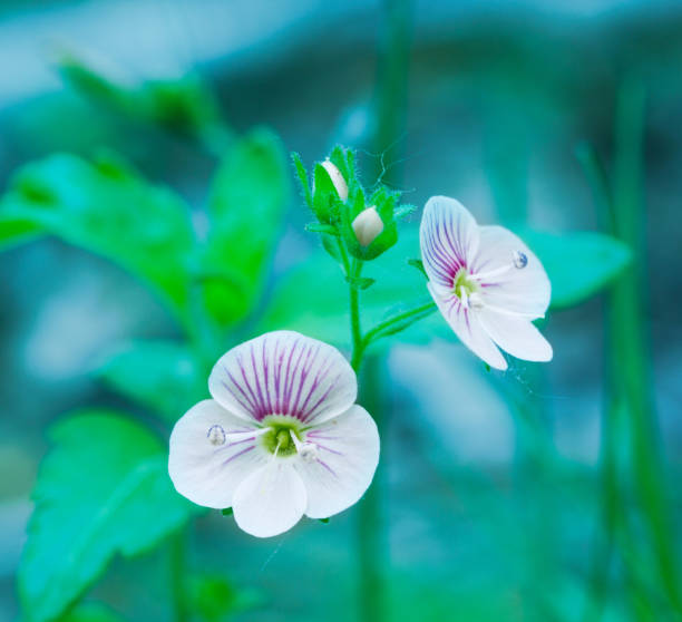 istock Early spring forest white flowers on a gently blue blurred background 928854700