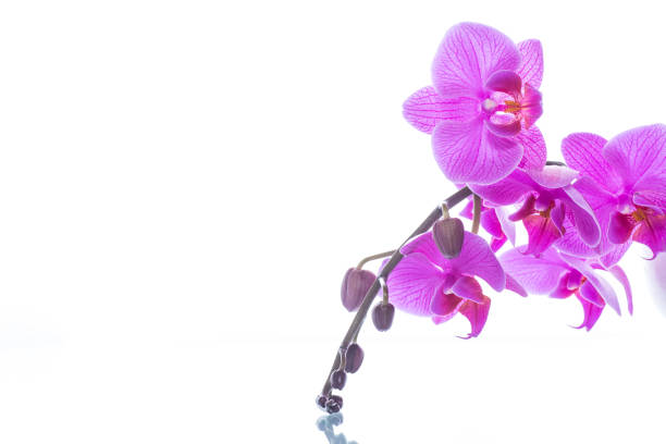 Beautiful Orchid reflection in water