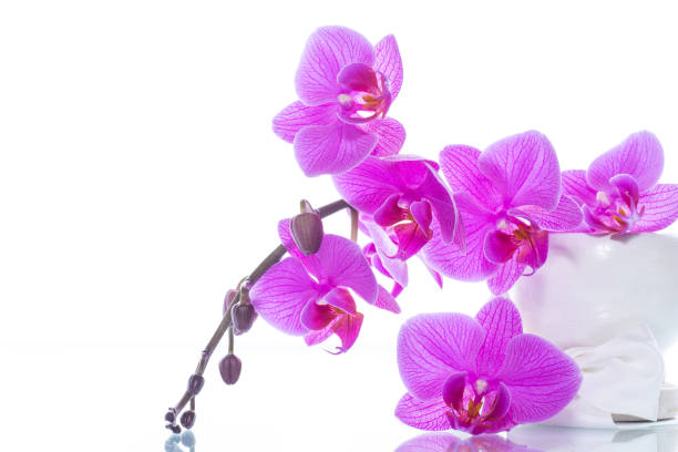 istock beautiful Phalaenopsis orchid flowers 928855750
