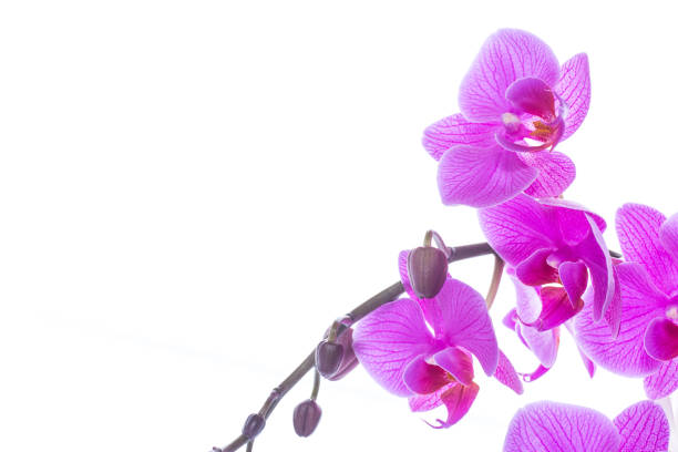 istock beautiful Phalaenopsis orchid flowers 928855804