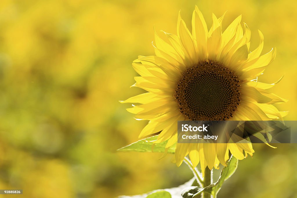 Sunflower in a field  Agricultural Field Stock Photo