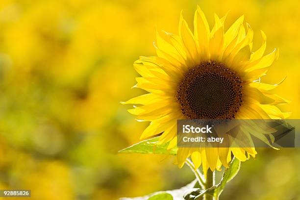 Sunflower In A Field Stock Photo - Download Image Now - Agricultural Field, Agriculture, Beauty In Nature