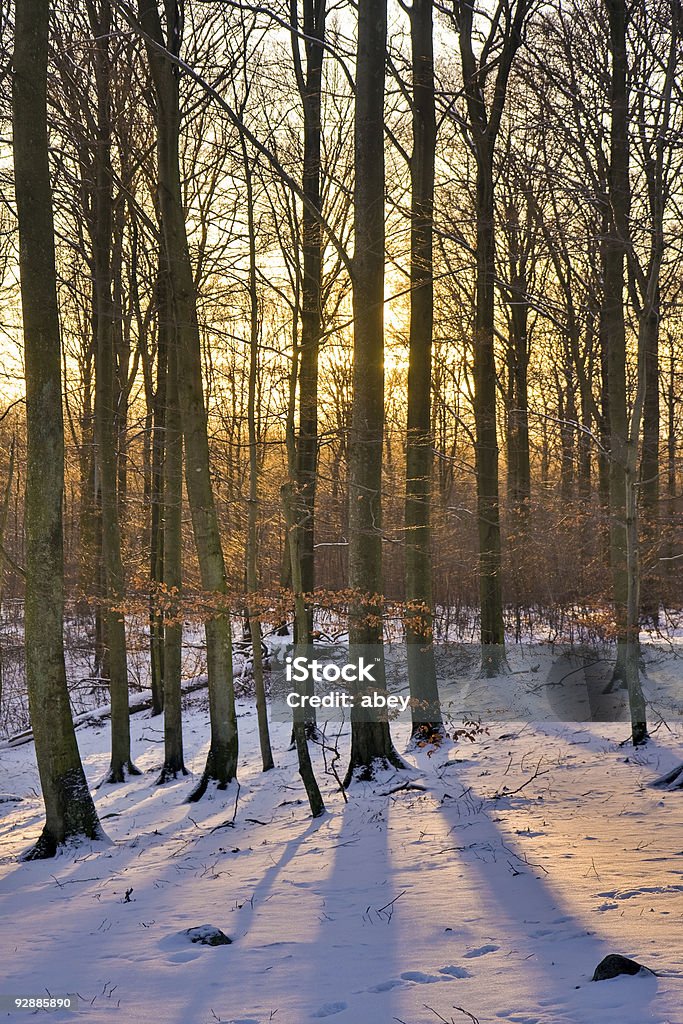 Winter-Wald bei Sonnenuntergang - Lizenzfrei Abenddämmerung Stock-Foto