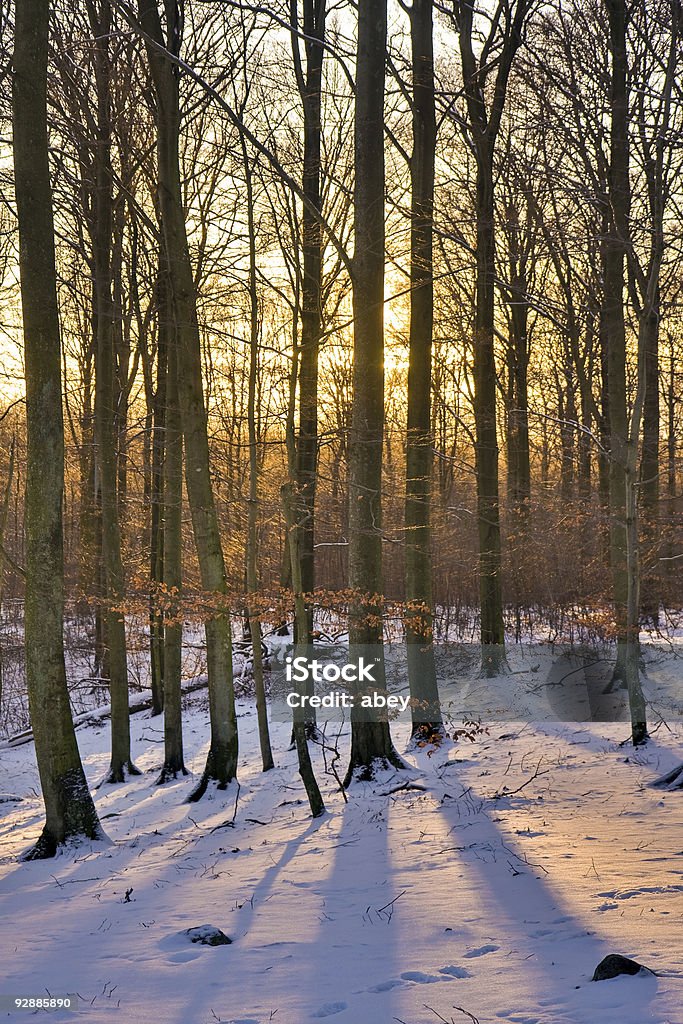 Зимний лес на закате - Стоковые фото Без людей роялти-фри