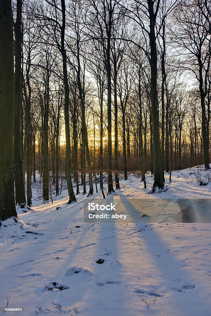 Winter forest at sunset  Branch - Plant Part Stock Photo