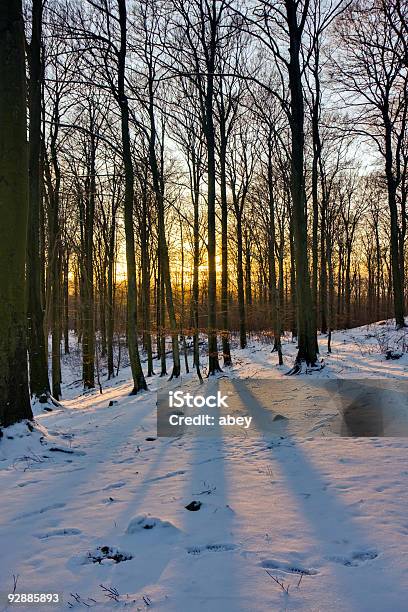 Winter Forest At Sunset Stock Photo - Download Image Now - Branch - Plant Part, Cold Temperature, Color Image