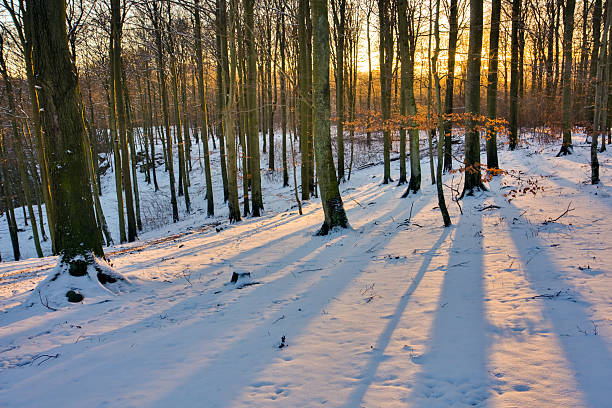 Winter forest at sunset stock photo